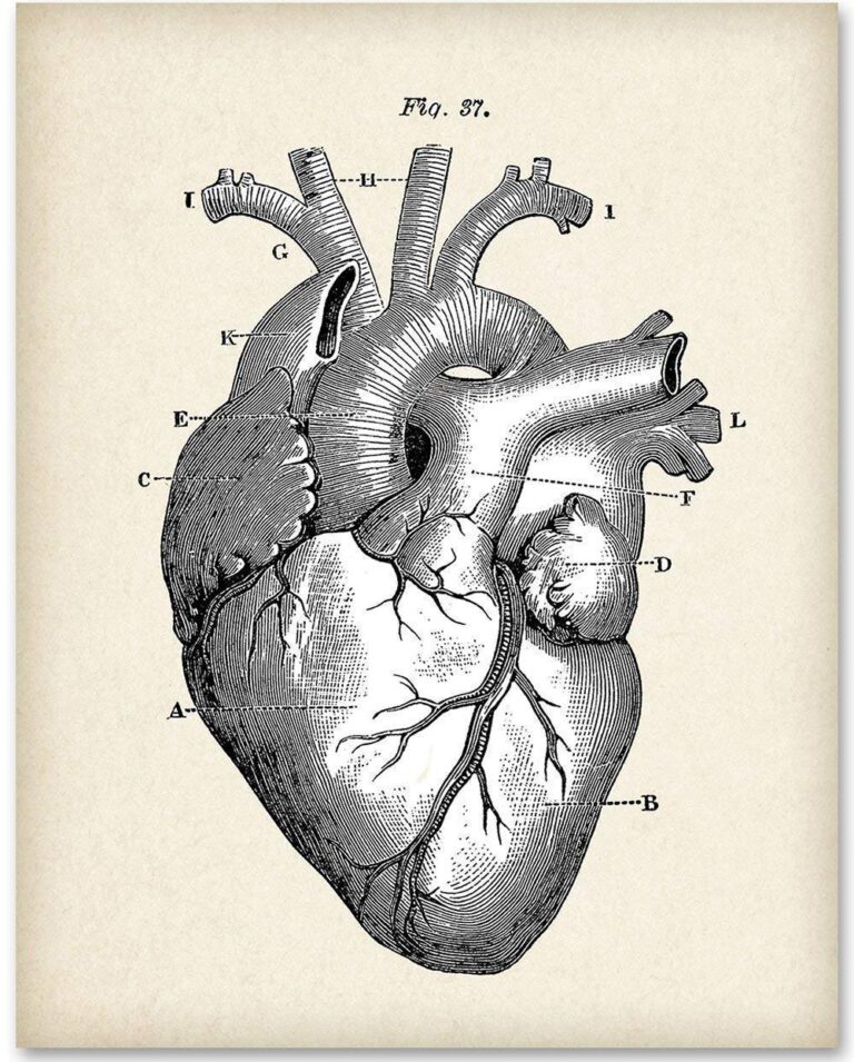 Anatomical Heart – 11×14 Unframed Anatomy Wall Art Print – Vintage Anatomy Poster For Doctors, Nurses, Medical Students and Healthcare Professionals – Great Heart Poster